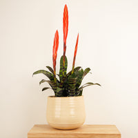 A fascinating 'Era' Vriesea Flaming Sword Bromeliad shown in a cream coloured decorative ceramic pot sold separately. This variety is best identified through its vibrant orange-red bracts and emerald green, patterned leaves.