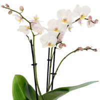 Sons Weiss White Pink Phalaenopsis Orchid