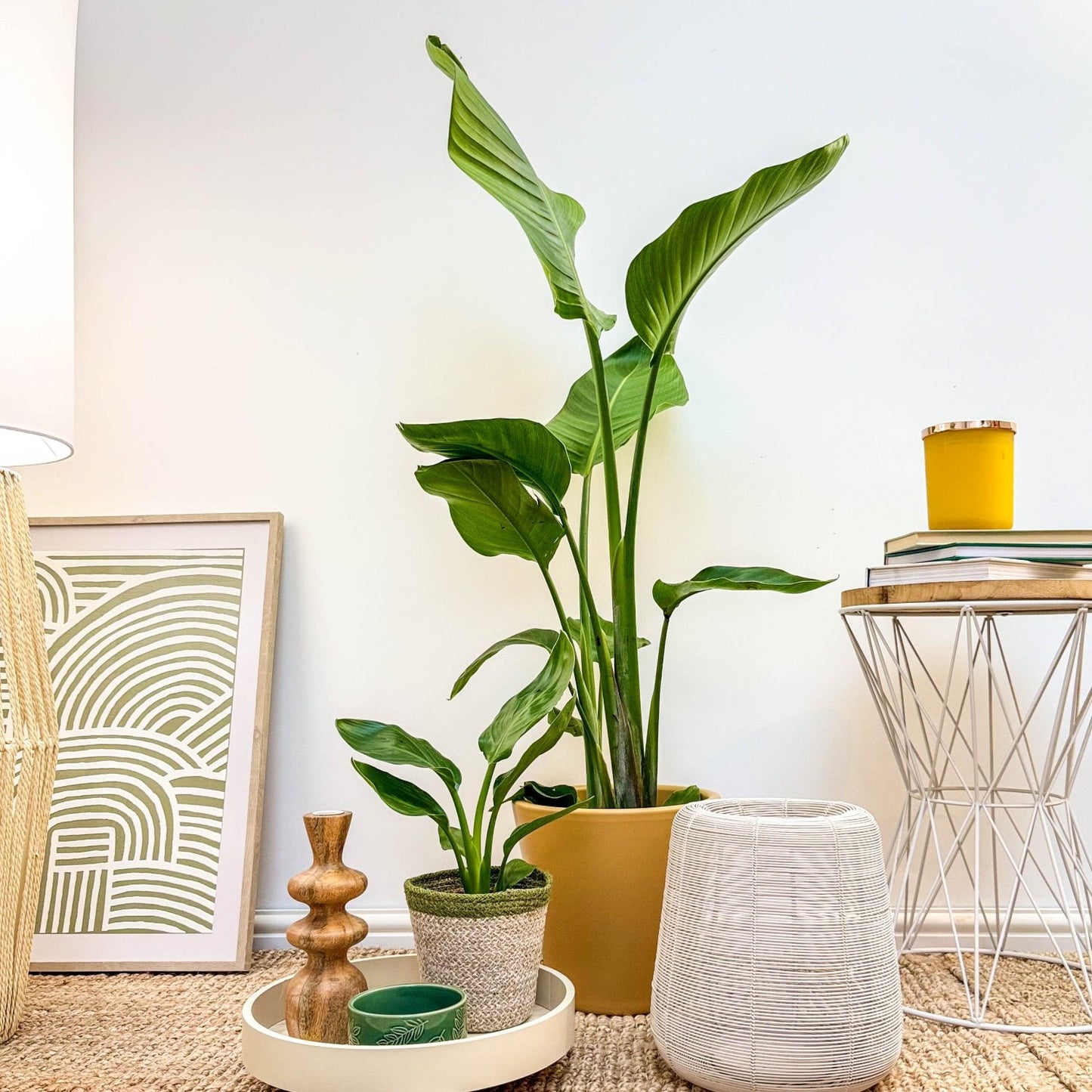 Bird Of Paradise | White