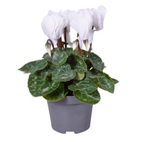 A fascinating White Cyclamen plant in a grey plastic nursery pot, with vibrant non-variegated green leaves and white central blooms.