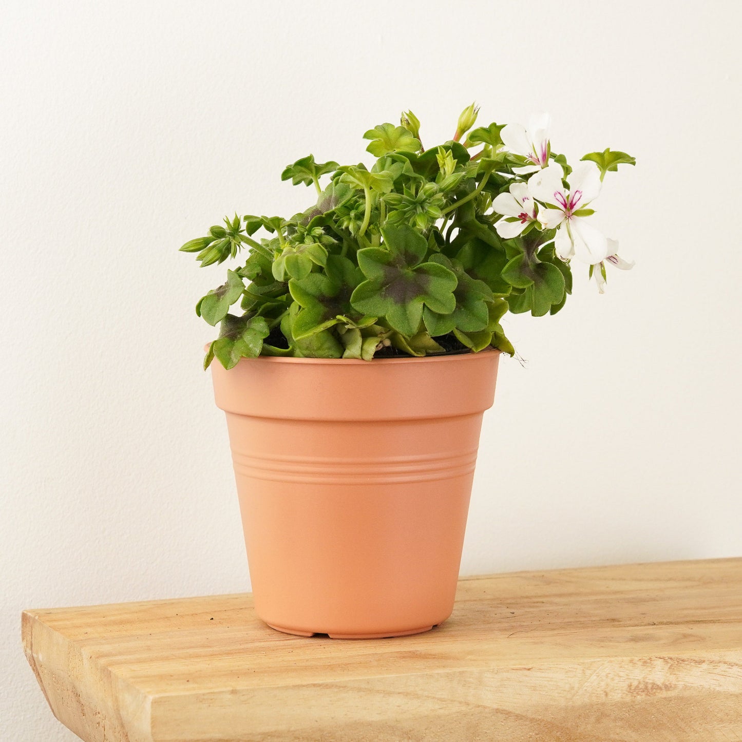 Pelargonium | White