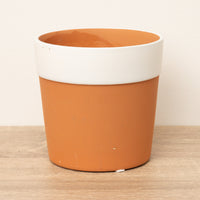 A stunning Cottage Garden ceramic pot with a white rim - perfect for adding a decorative flourish indoors with all sorts of houseplant varieties!