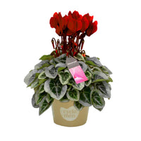 A fascinating Wine RedCyclamen plant in a mustard yellow plastic nursery pot, with vibrant variegated green leaves and deep red central blooms.