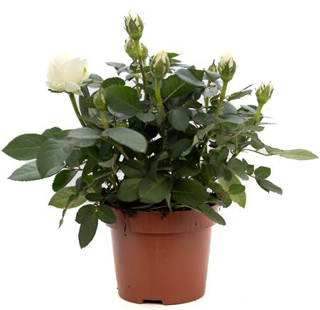 Flowering Rose | Grand Pearl | Potted Houseplants