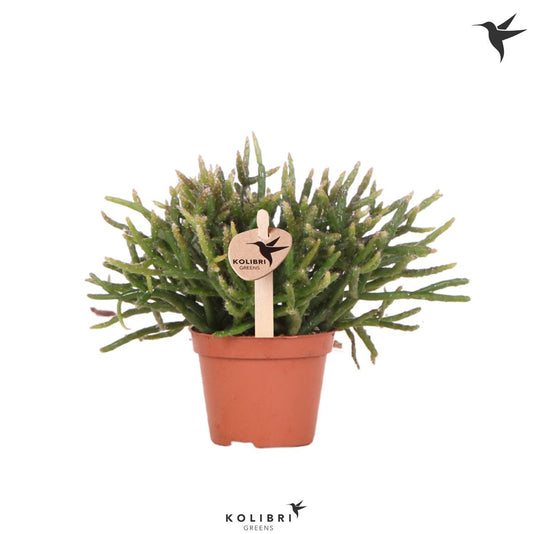 Mistletoe Cactus | Burchellii | Indoor Succulent Plants