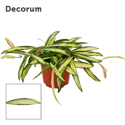 Wax Plant | Wayetii Tricolour | Indoor Succulent Plants