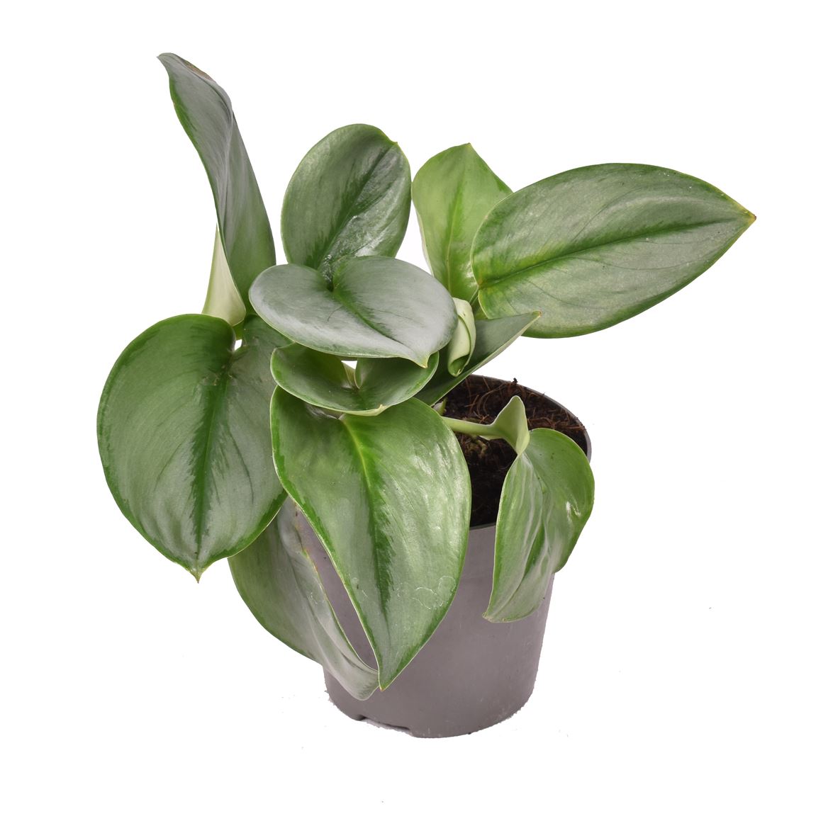Pothos | Treubii Moonlight