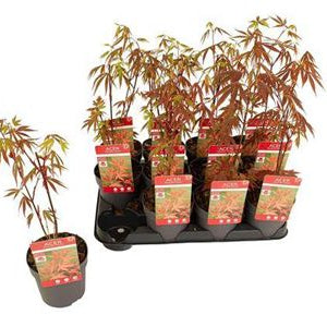 Japanese Maple | Outdoor Plant
