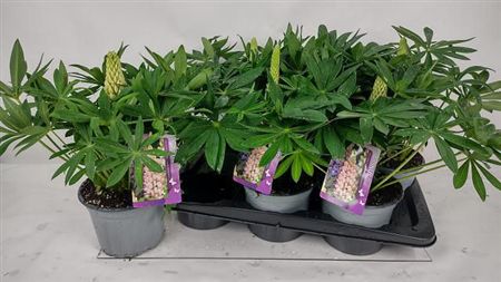 Lupin | Surprise Colour | Garden Plant