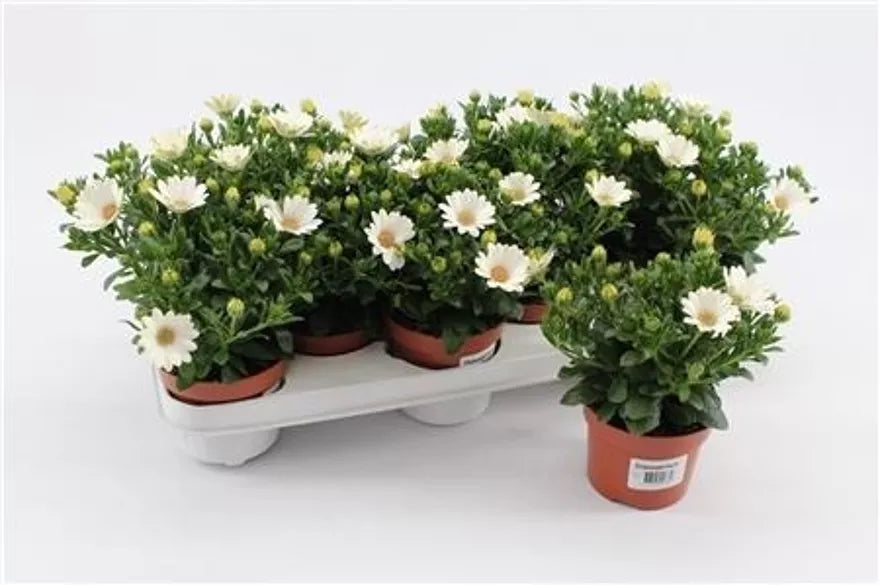 African Daisy | White | Outdoor Plant