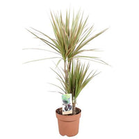 Dragon Tree | Marginata Bicolor