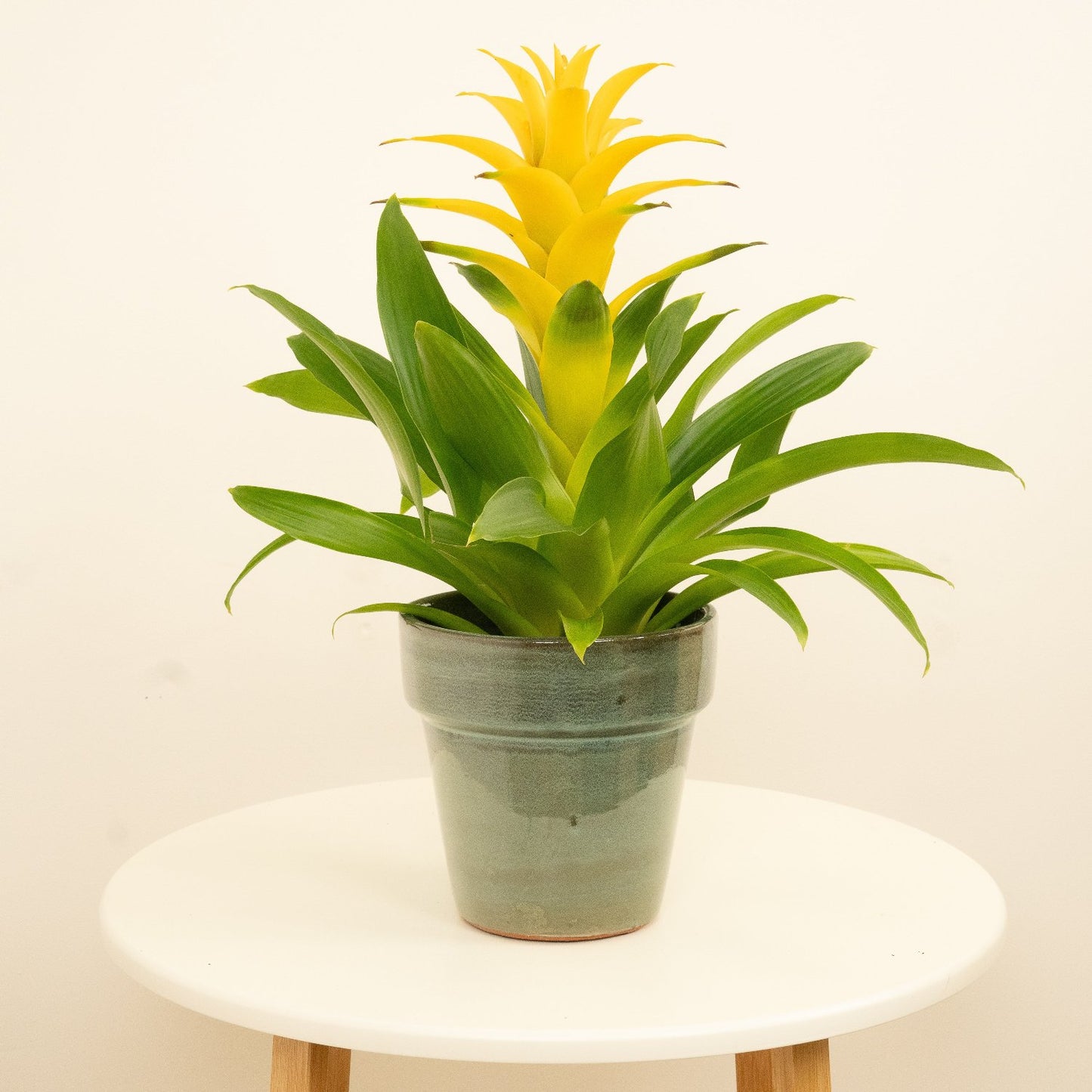 Guzmania Bromeliad | Diana