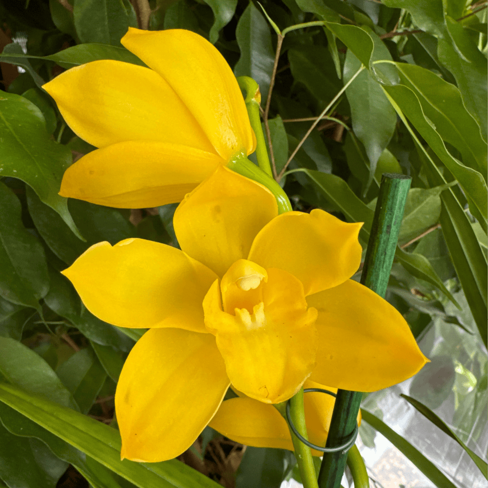Cymbidium Orchid | Yellow