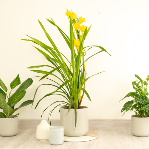 Cymbidium Orchid | Sunny