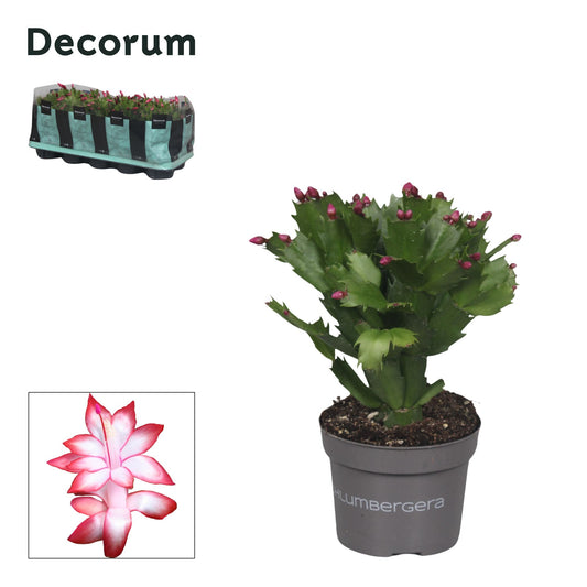 Flowering Cactus | Zaraika | Potted Houseplants