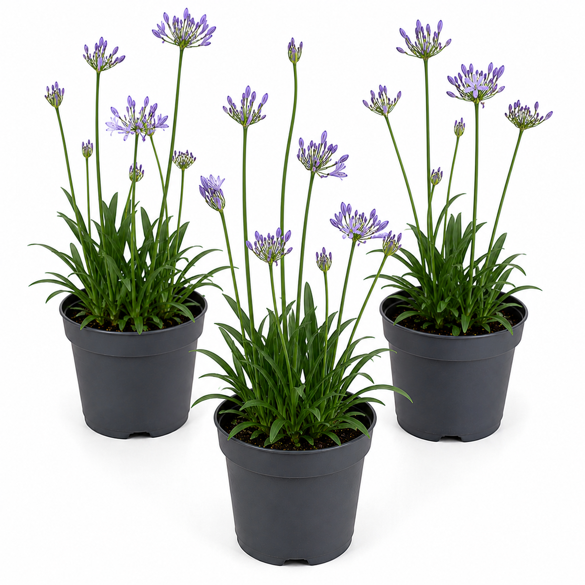 Agapanthus | Outdoor Plant
