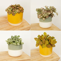 Nerve Plant | Surprise Colour