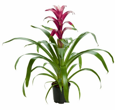 Bromeliad | Guzmania | Dance Purple