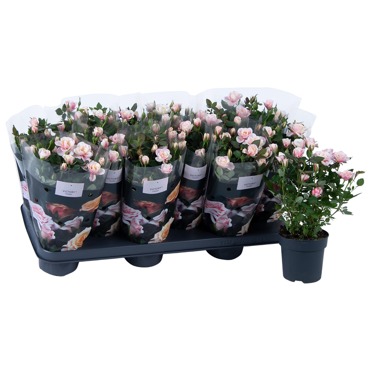 Flowering Rose | Piia
