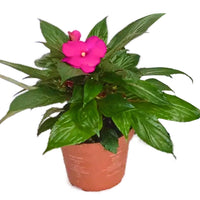 Busy Lizzie Houseplant