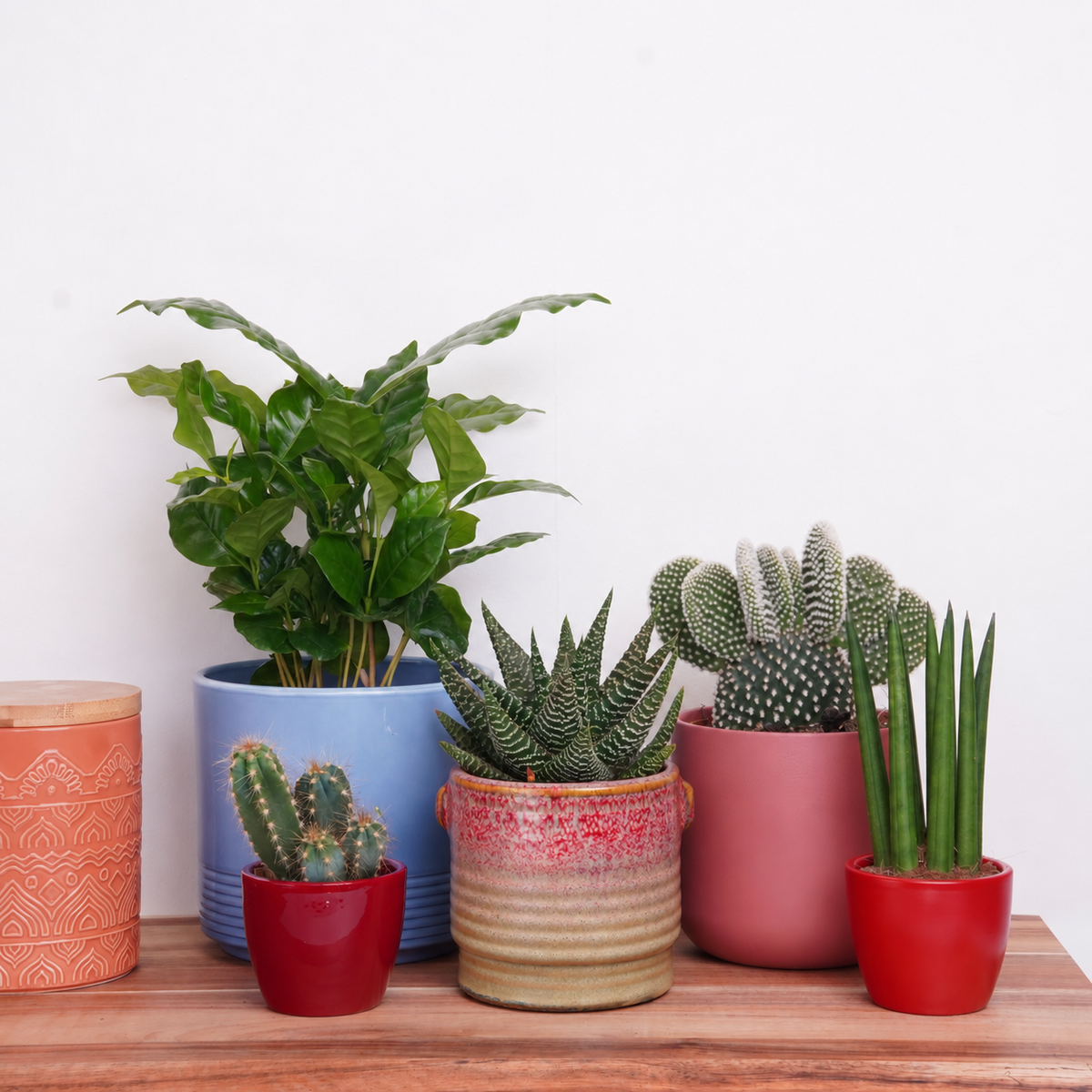 Botanical Getaway | Plant Bundle