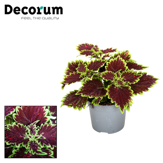 Flame Nettle | Bouron Street | Potted Houseplants