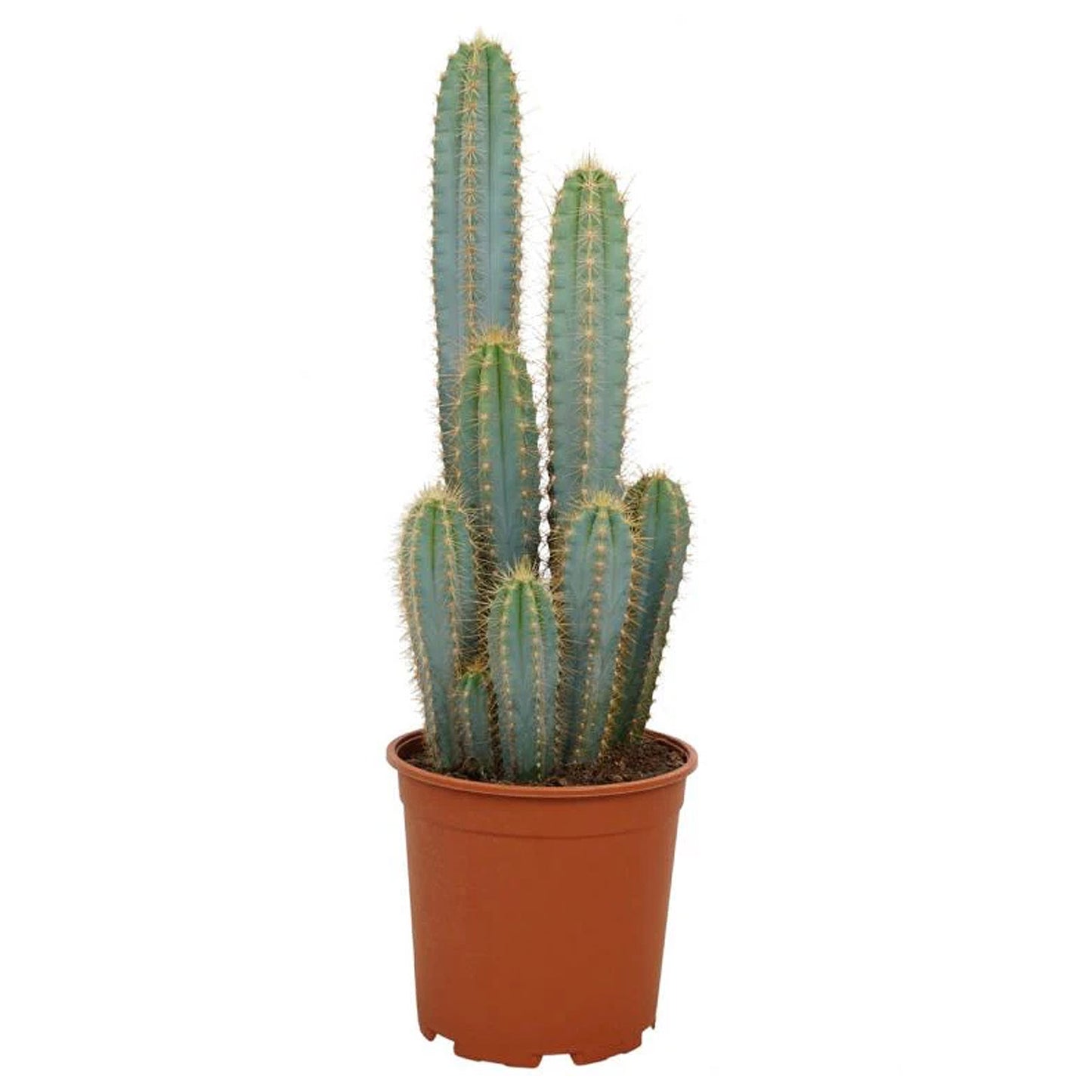 Blue Torch Cactus