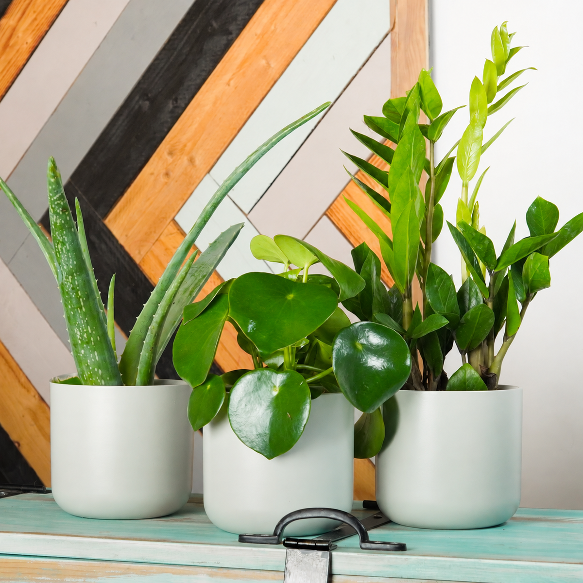 Easy Watering Routine | Plant Bundle