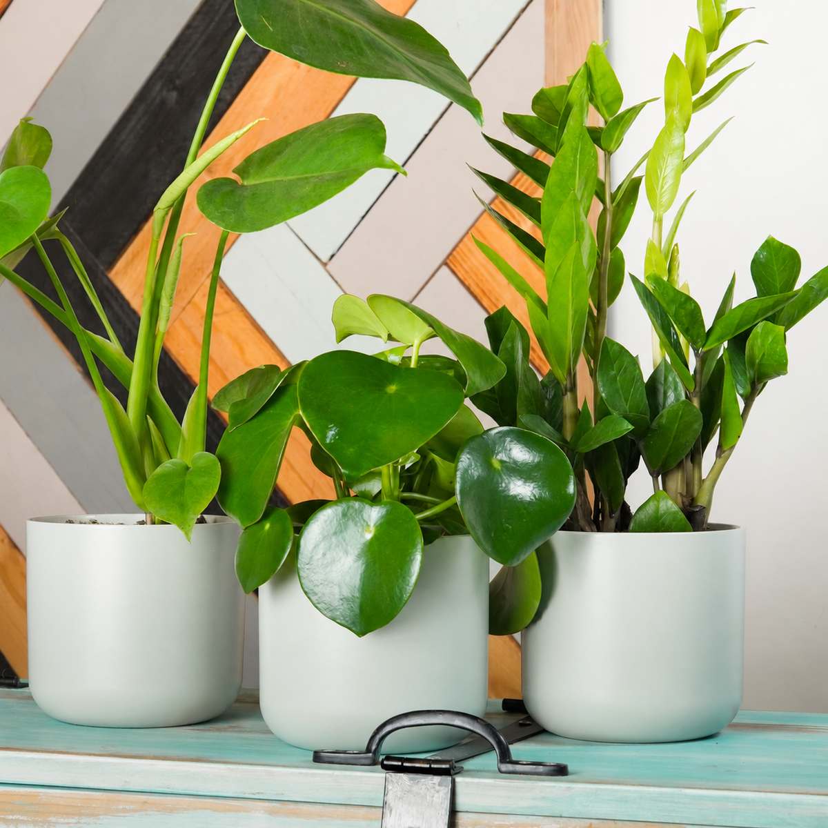 Busy Home | Plant Bundle