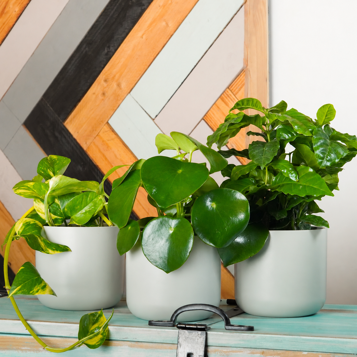 Bright Indirect Light | Plant Bundle