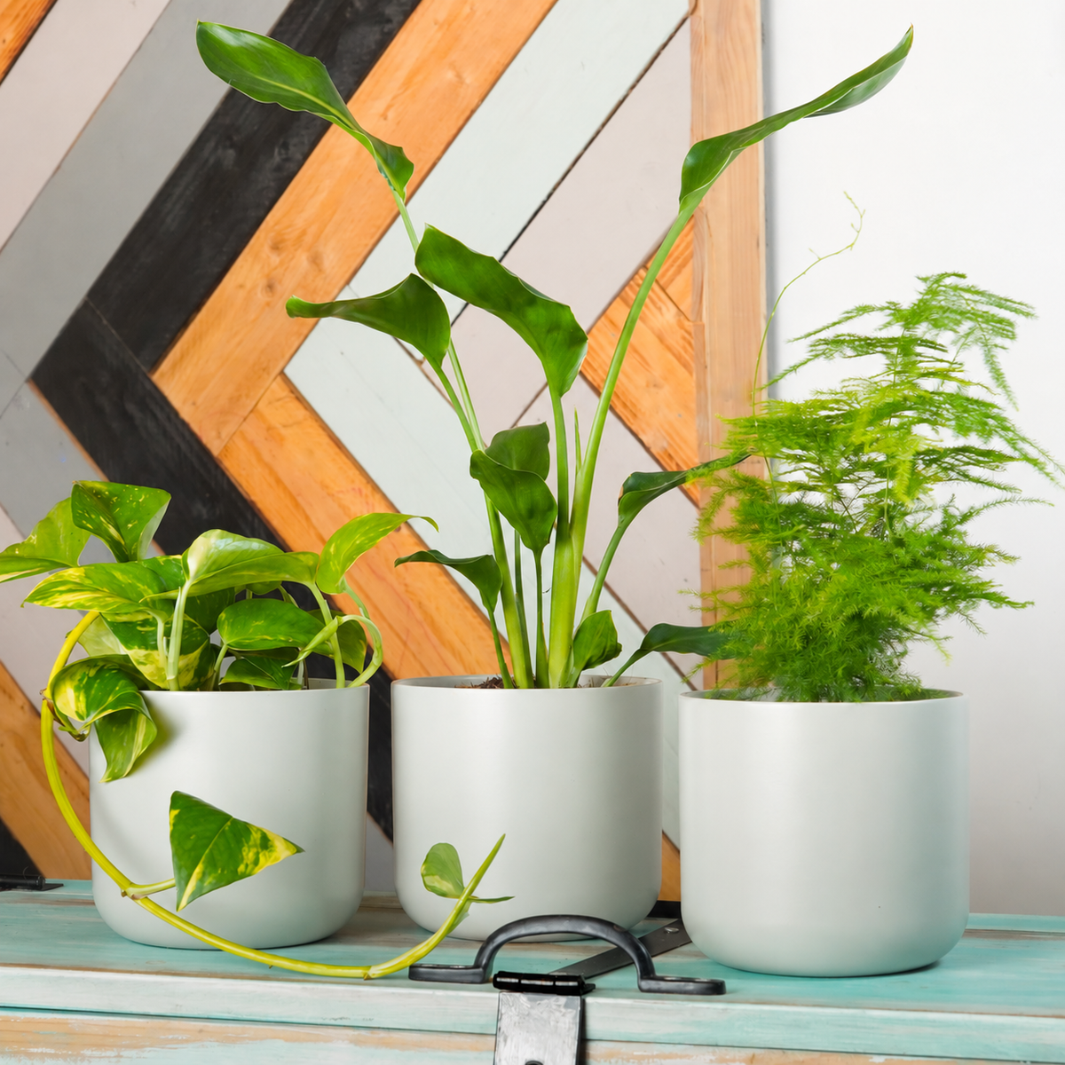 Bright Room Jungle | Plant Bundle