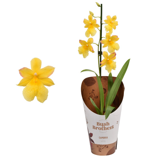 Burrageara Orchid | Nelly Isler Yellow | Potted Houseplants