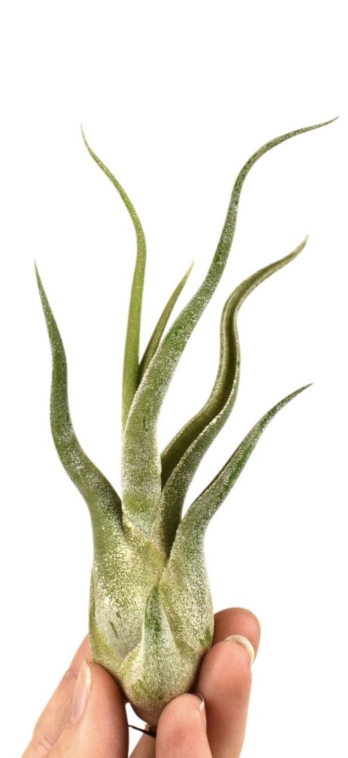 Air Plant | Medusa | Potted Houseplants