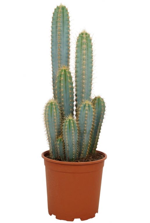 Blue Torch Cactus | Potted Houseplants