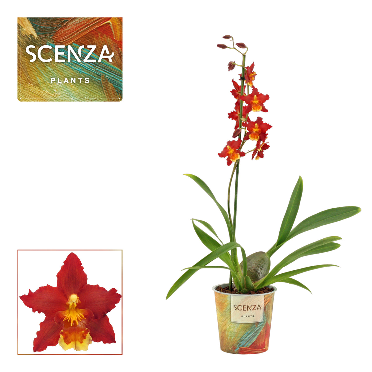 Cambria Orchid | Red Sun