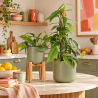 Blue Pothos | Cebu Blue