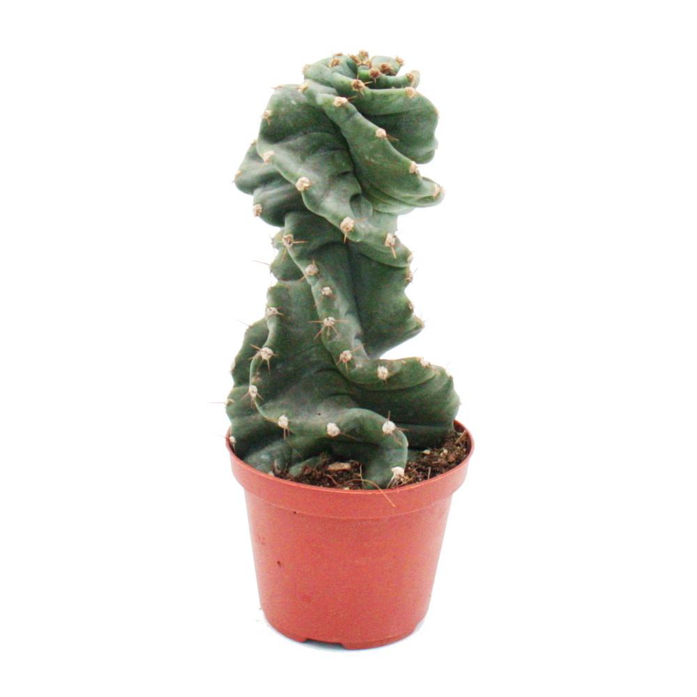 Spiral Cactus
