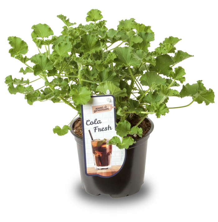 Pelargonium | Fresh & Fruity | Cola