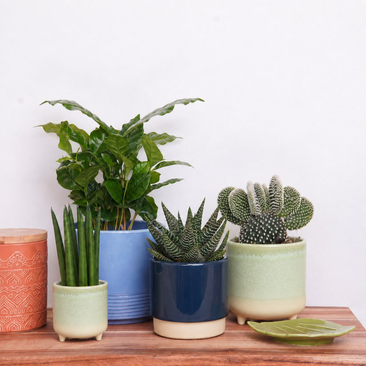 Cosmic Growth | Plant Bundle