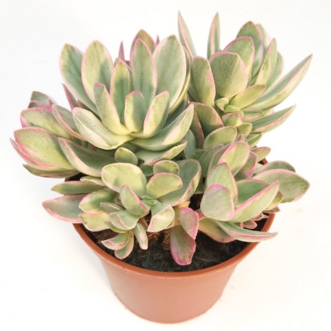 Money Plant | White Variegata