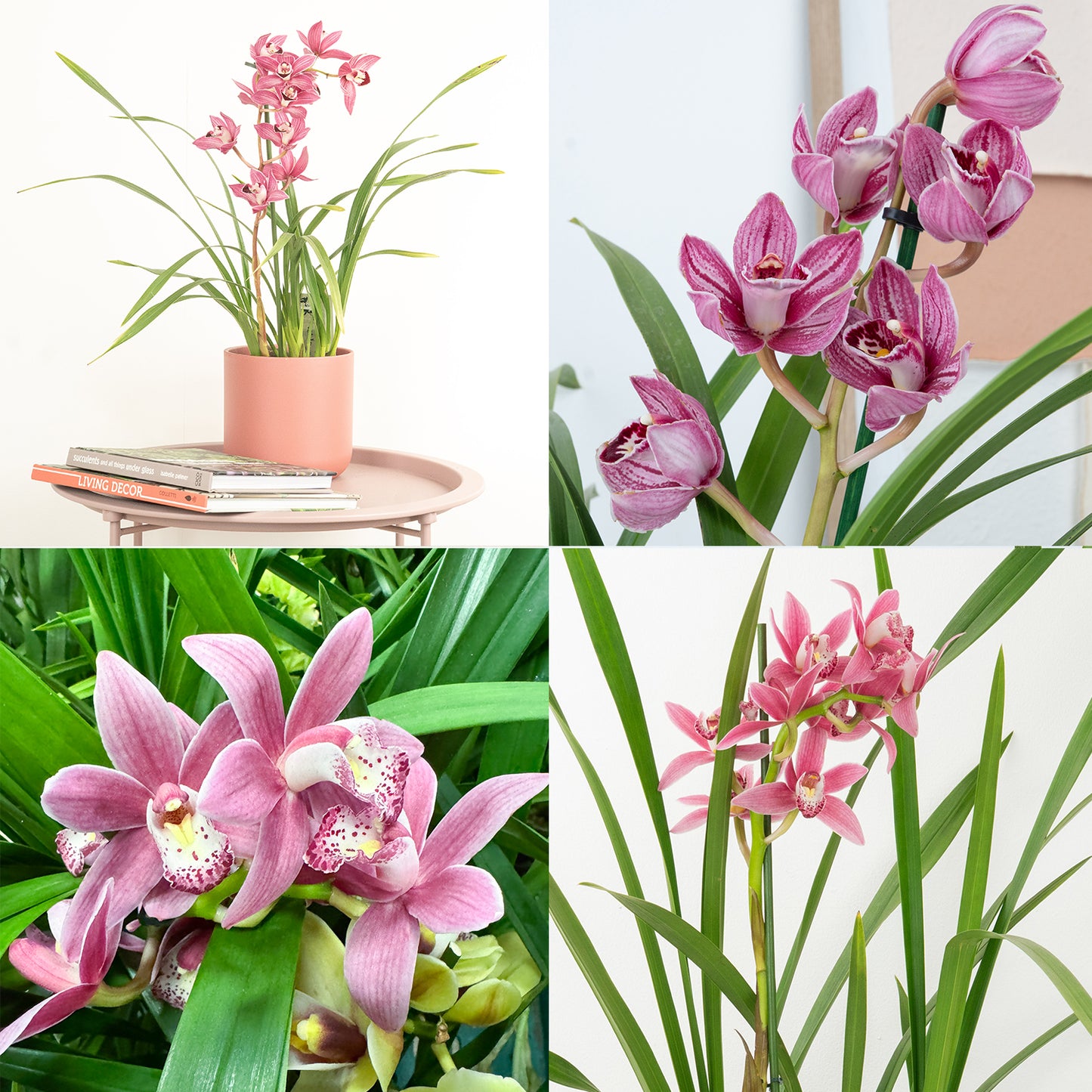 Cymbidium Orchid | Mauve Surprise