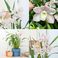 Cymbidium Orchid | White-Blush Surprise