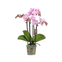 Phalaenopsis Orchid | Sweetie Roze Pink