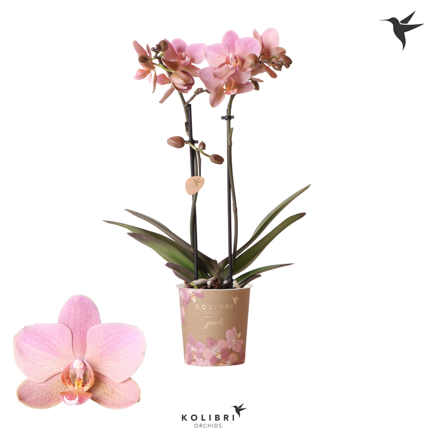 Phalaenopsis Orchid | Trevisso