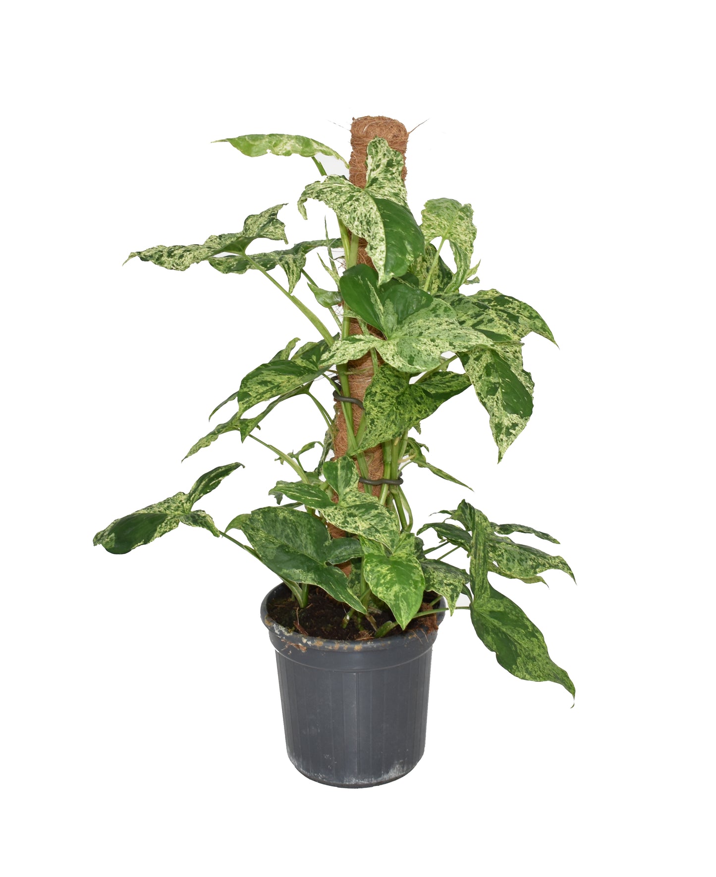 Arrowhead Vine | Mottled Mojito | Rare Plant