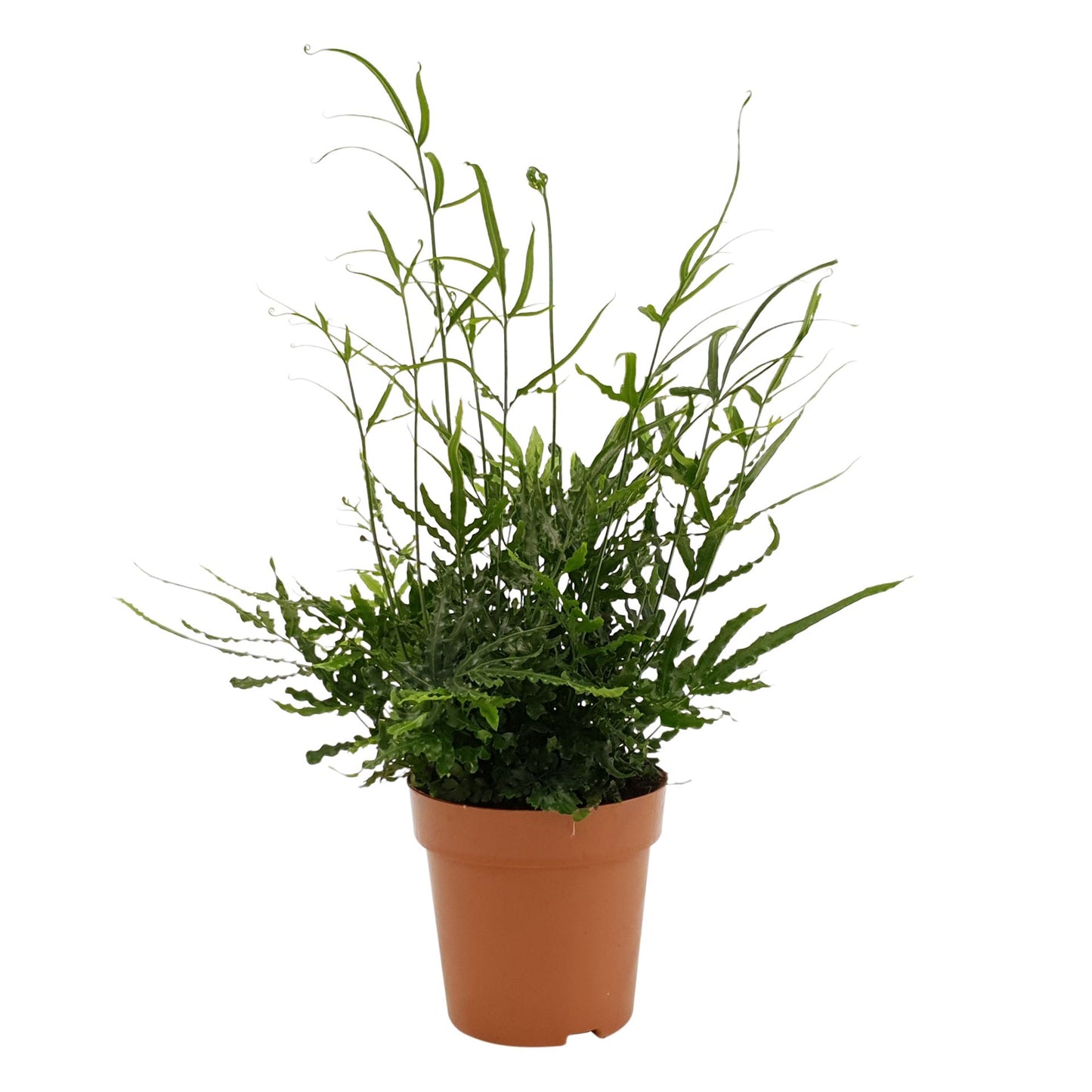 Evergreen Fern