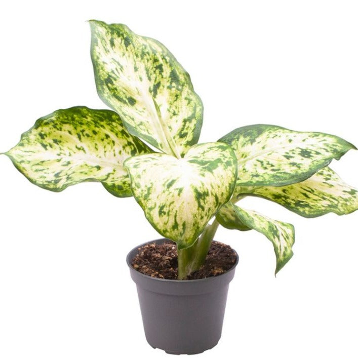 Dumb Cane | Amy