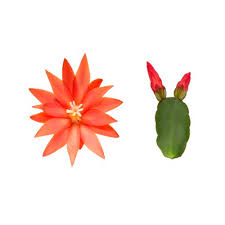 Easter Cactus | Red