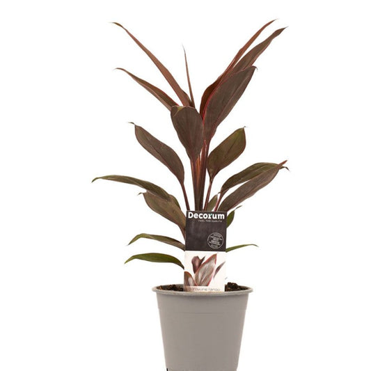 Hawaiian Ti Palm | Rumba | Potted Houseplants