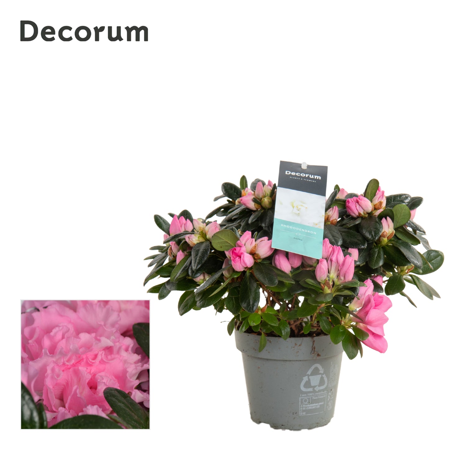 Flowering Azalea | Soft Pink